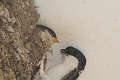 house martins, house martin-1